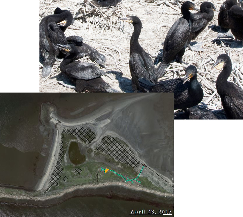 Columbia Estuary Cormorants